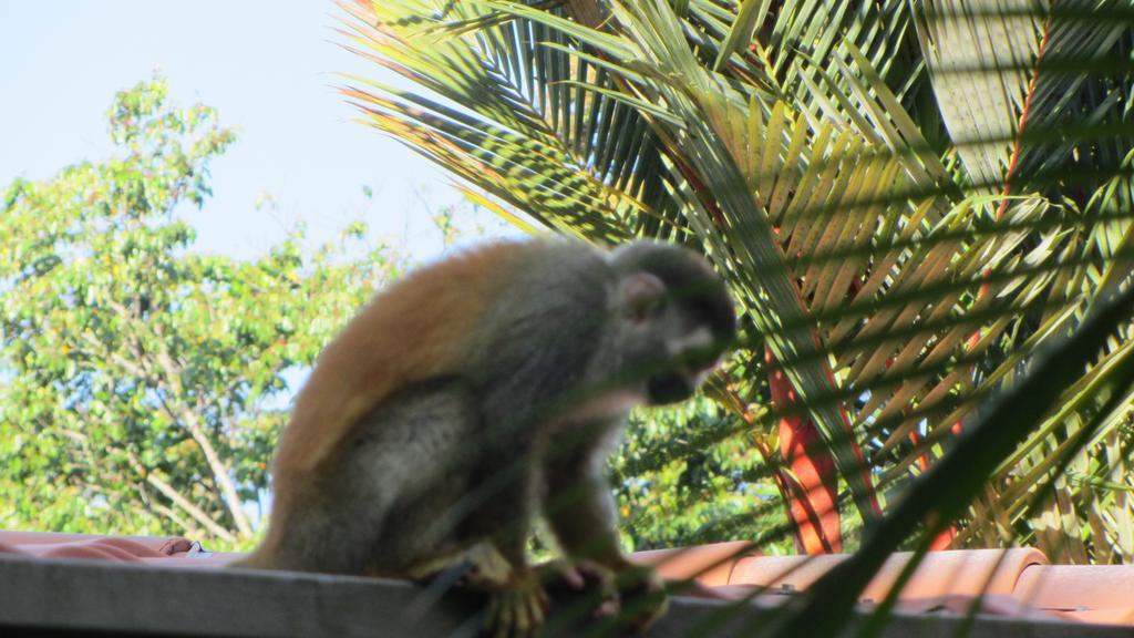 Coyaba Tropical Elegant Adult Guesthouse Nationalpark Nationalpark Manuel Antonio Exterior foto