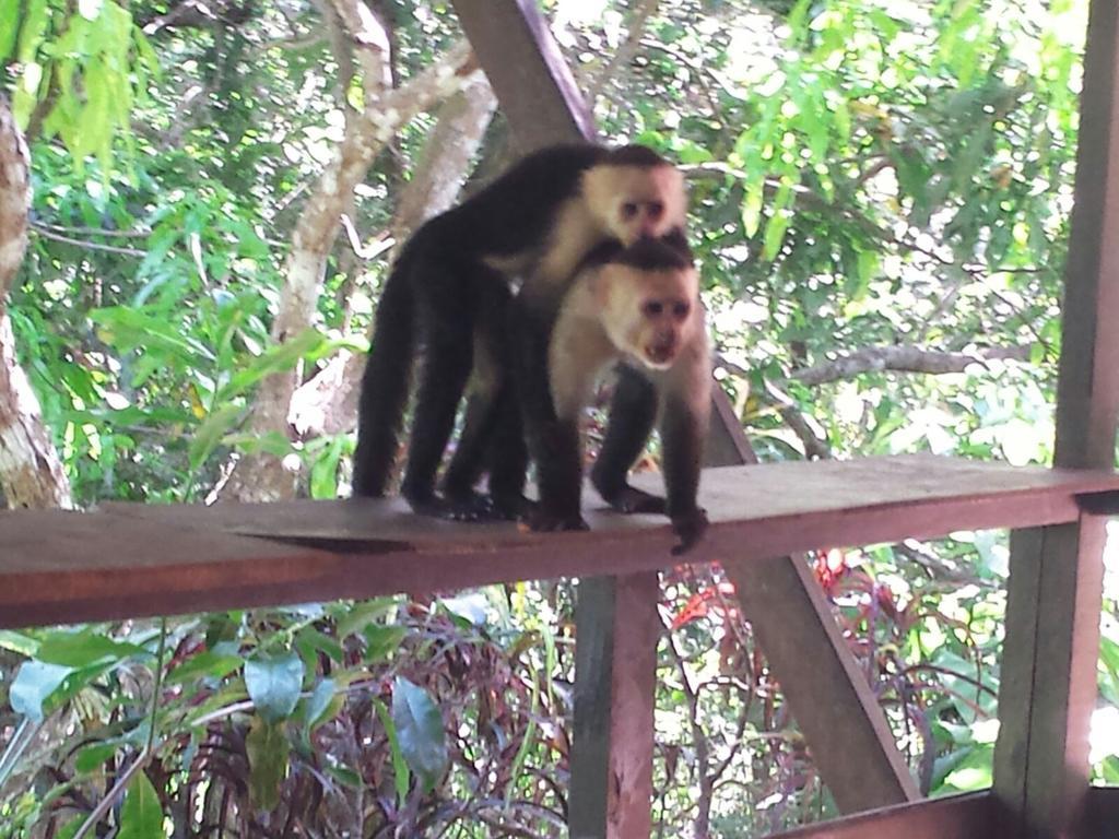 Coyaba Tropical Elegant Adult Guesthouse Nationalpark Nationalpark Manuel Antonio Exterior foto